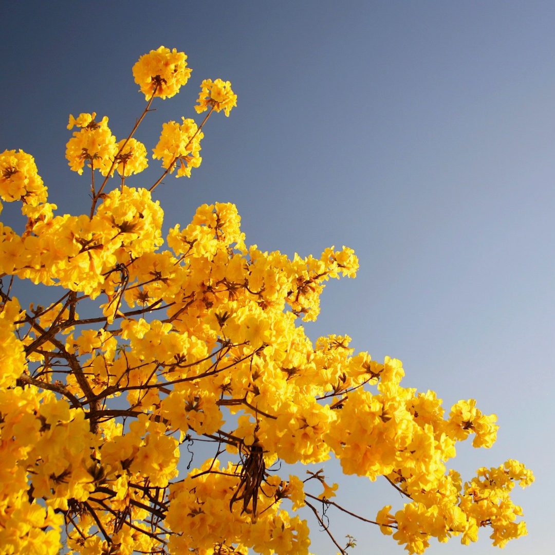 Colourful tree representing remembrance and reflection at Life funeral directors Isle of Wight
